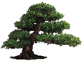 �ber uns.7.bonsai5