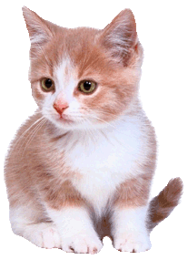 �ber uns.10.k�tzchen